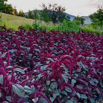 Amaranth Seeds- Opopeo - Sow True Seed