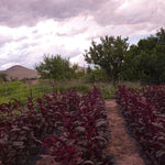 Amaranth Seeds- Opopeo - Sow True Seed