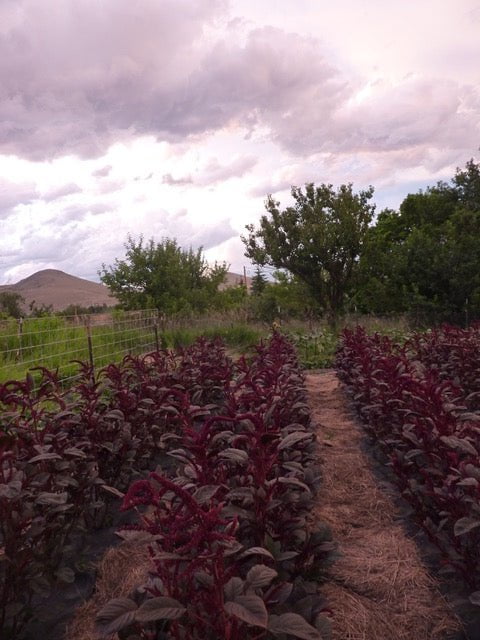 Amaranth Seeds- Opopeo - Sow True Seed