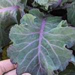 Collard Seeds - Purple Ultracross - Sow True Seed
