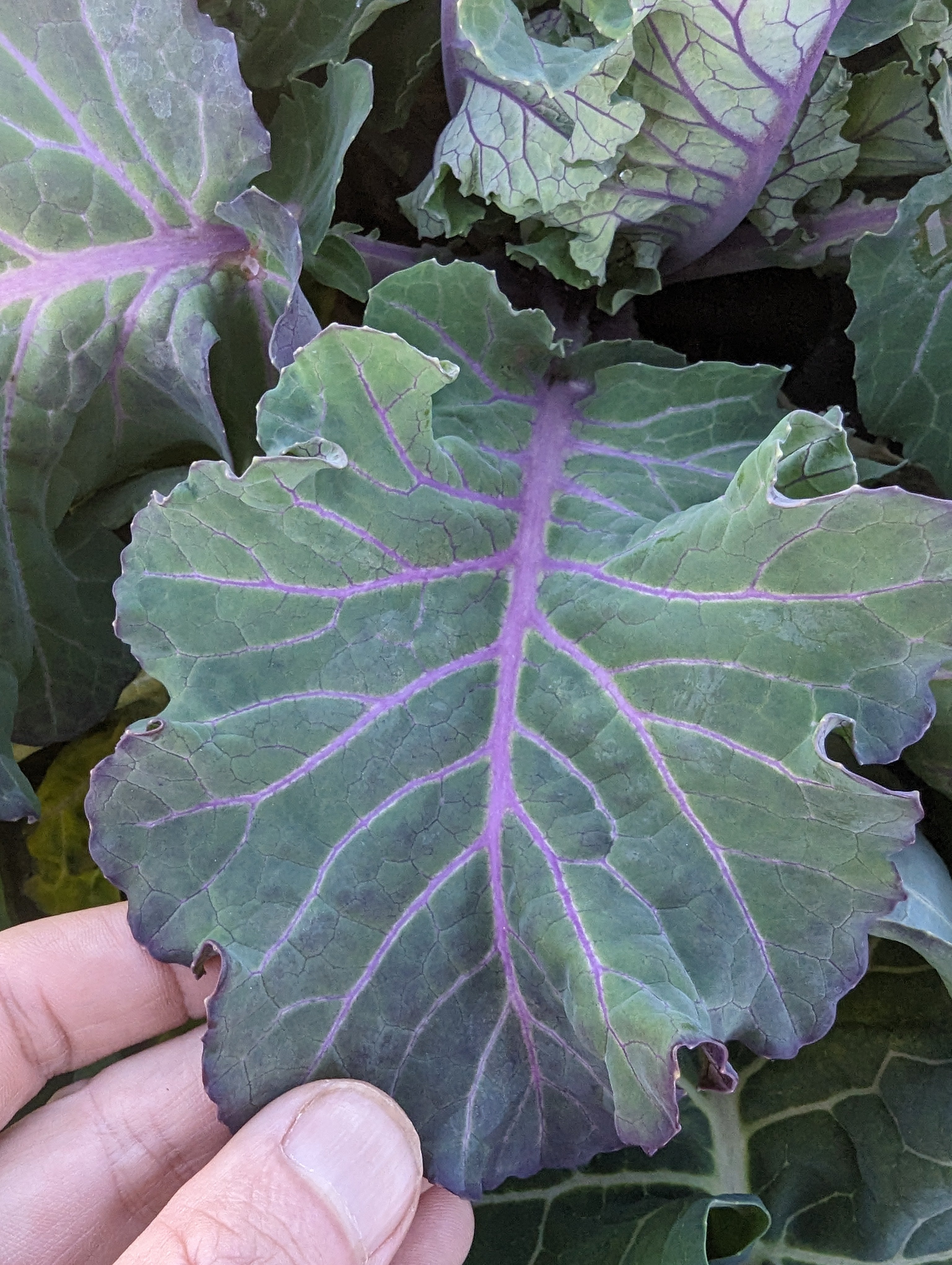Collard Seeds - Purple Ultracross - Sow True Seed