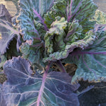 Collard Seeds - Purple Ultracross - Sow True Seed