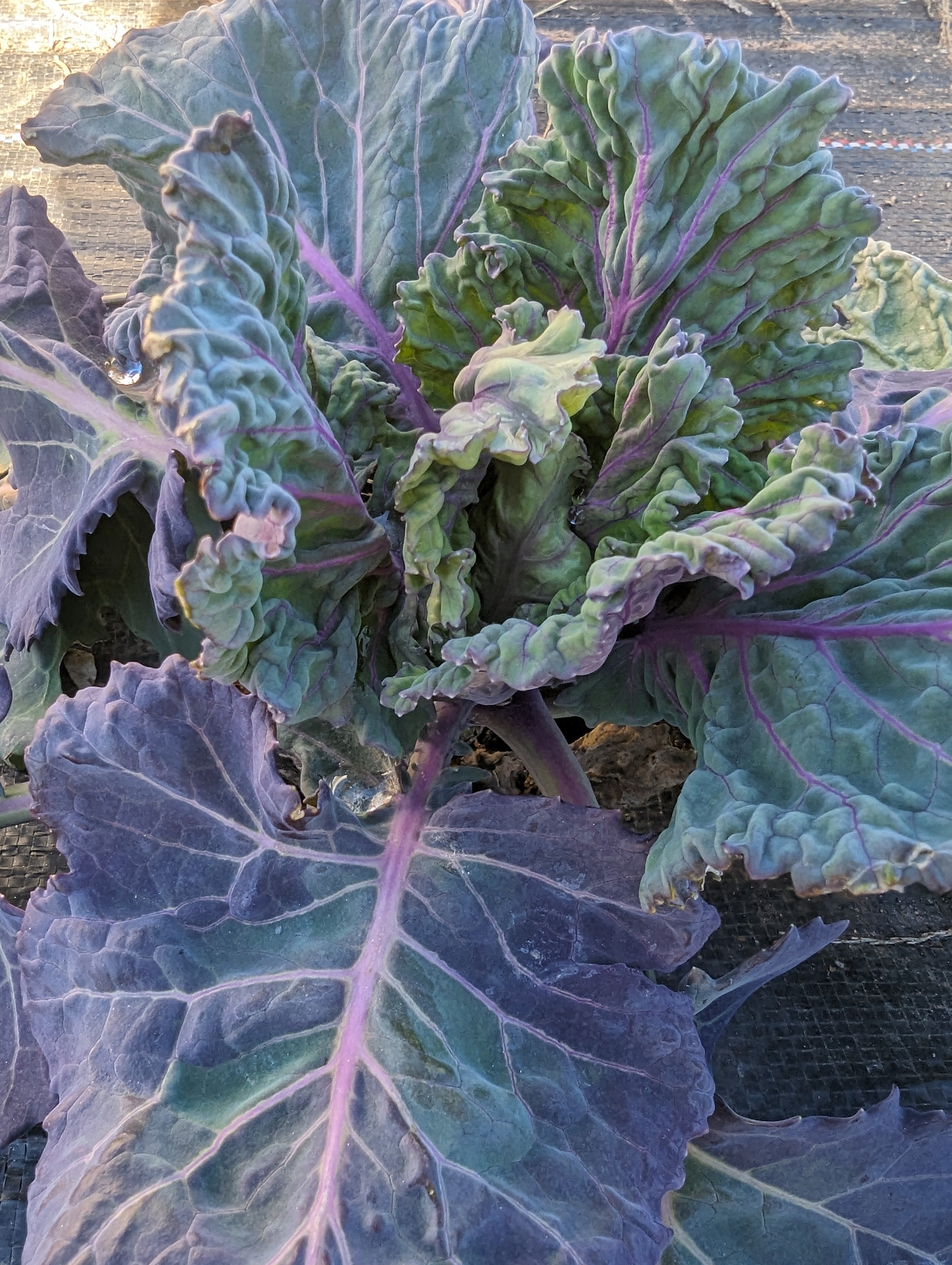 Collard Seeds - Purple Ultracross - Sow True Seed
