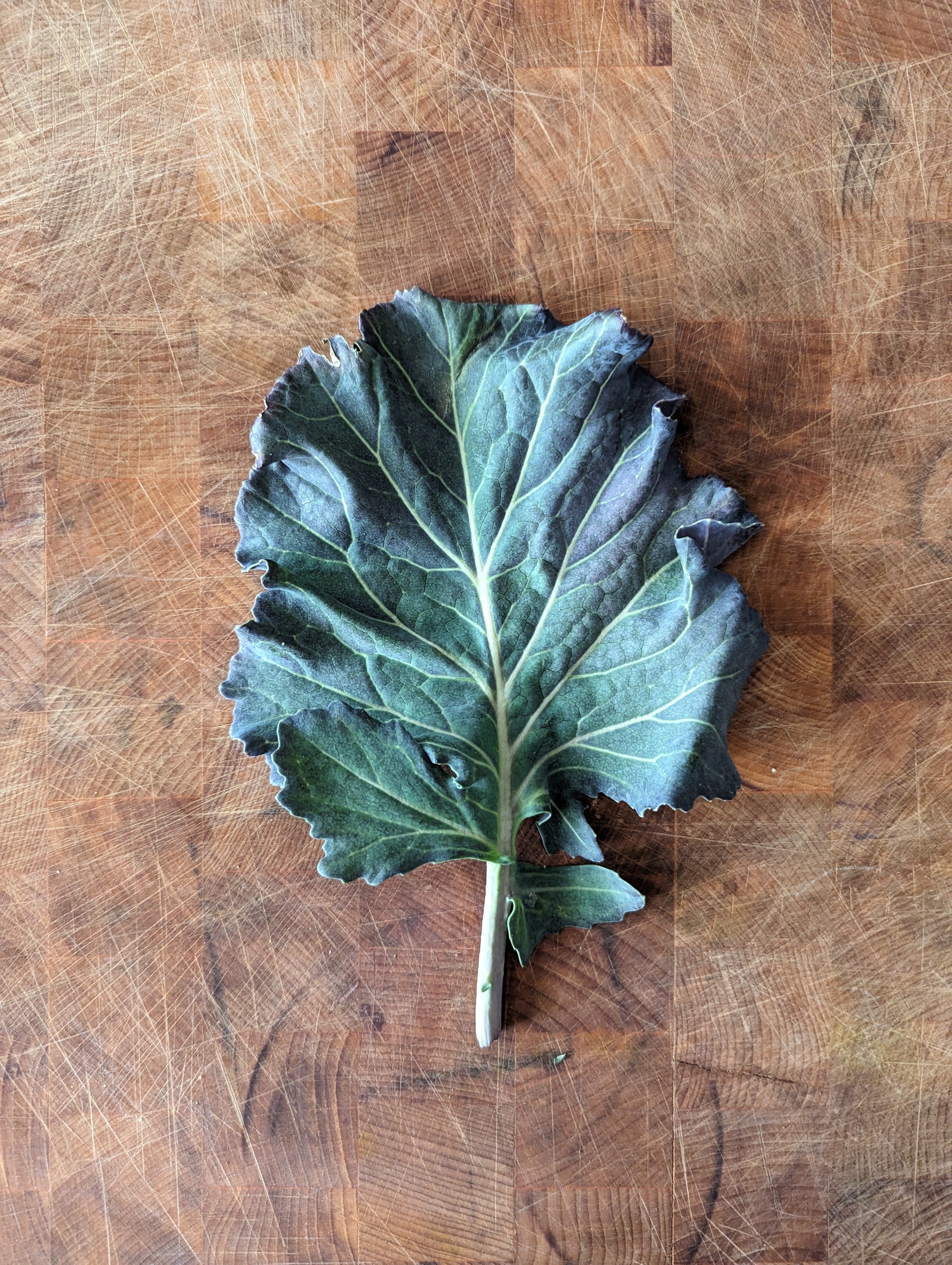 Collard Seeds - Purple Ultracross - Sow True Seed