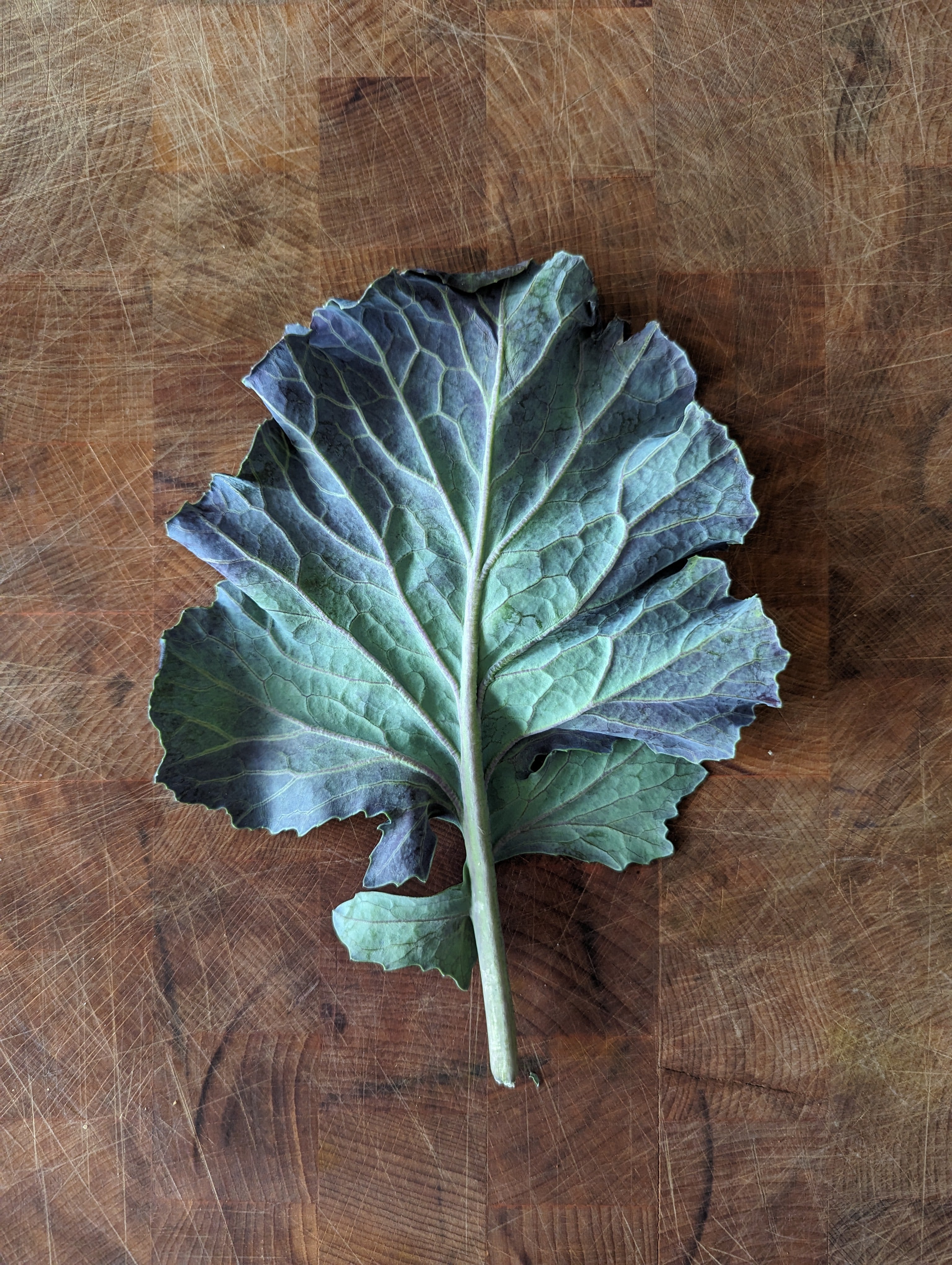 Collard Seeds - Purple Ultracross - Sow True Seed