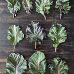 Collard Seeds - Purple Ultracross - Sow True Seed
