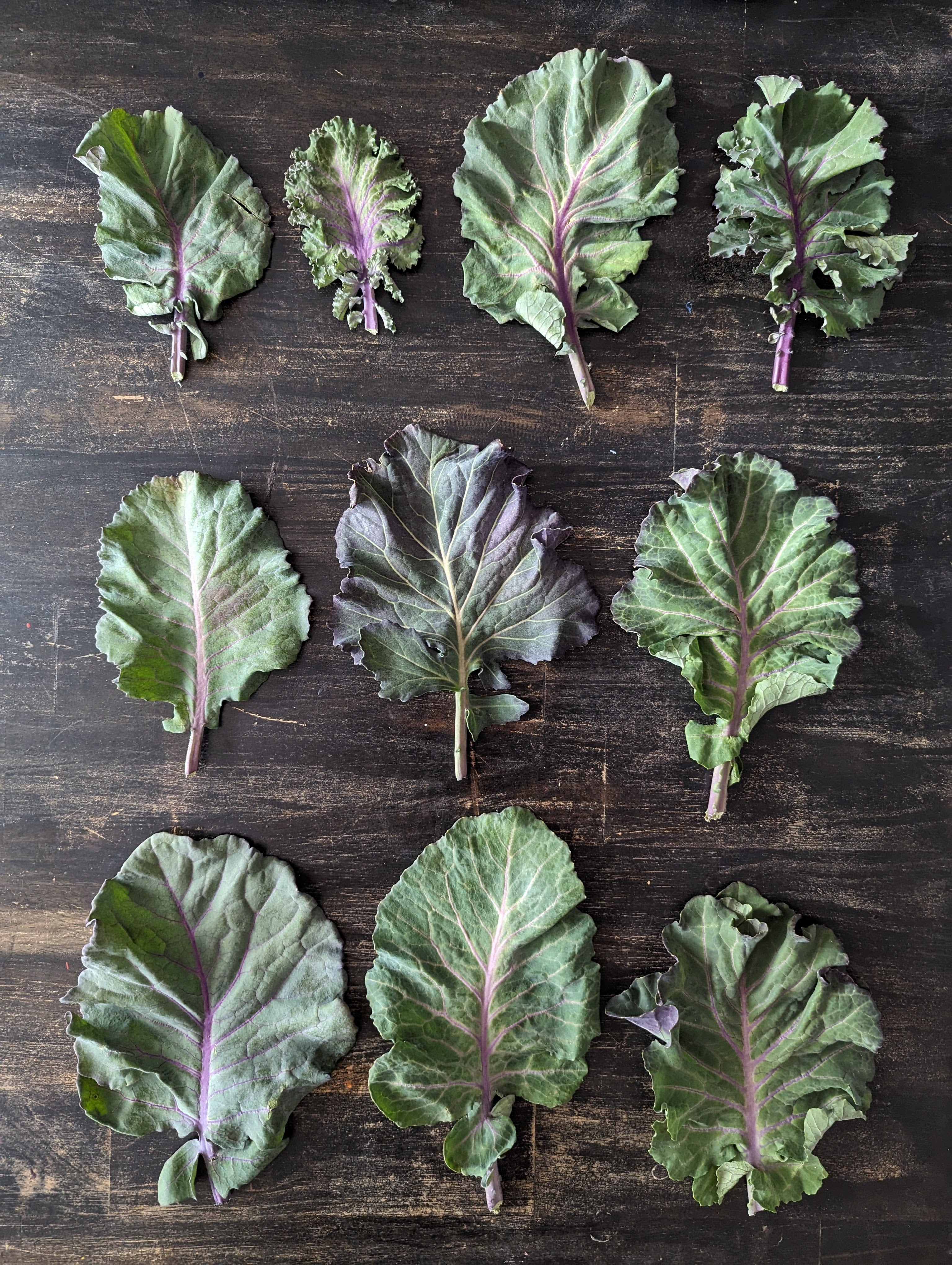 Collard Seeds - Purple Ultracross - Sow True Seed