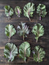 Collard Seeds - Purple Ultracross