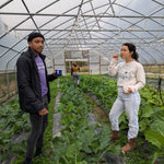 Collard Seeds - North Carolina Ultracross - Sow True Seed