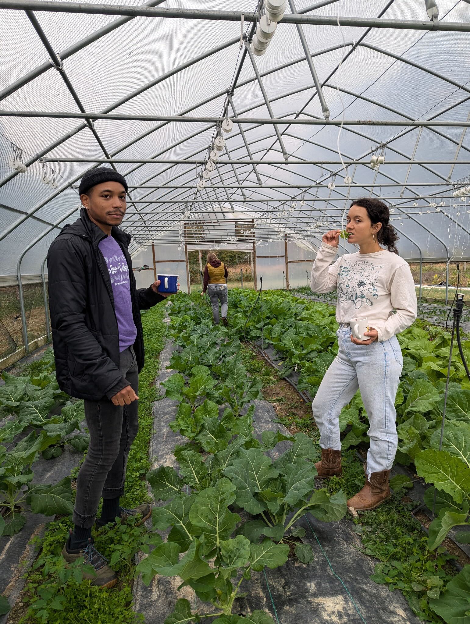Collard Seeds - North Carolina Ultracross - Sow True Seed