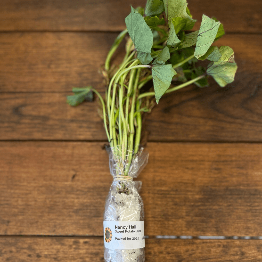 sweet potato seeds for planting Nancy Hall Sweet Potatoes