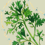 Parsley Seeds - Forest Green - Sow True Seed
