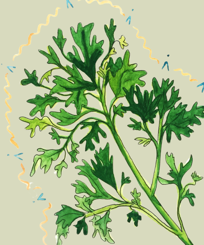 Parsley Seeds - Forest Green - Sow True Seed