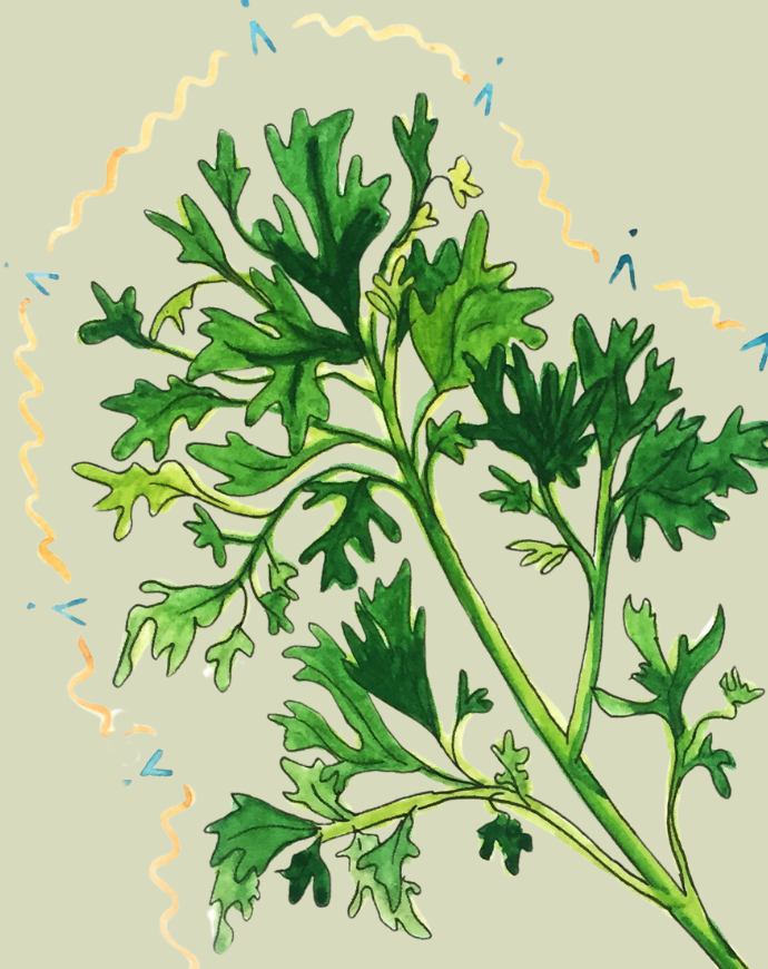 Parsley Seeds - Forest Green - Sow True Seed