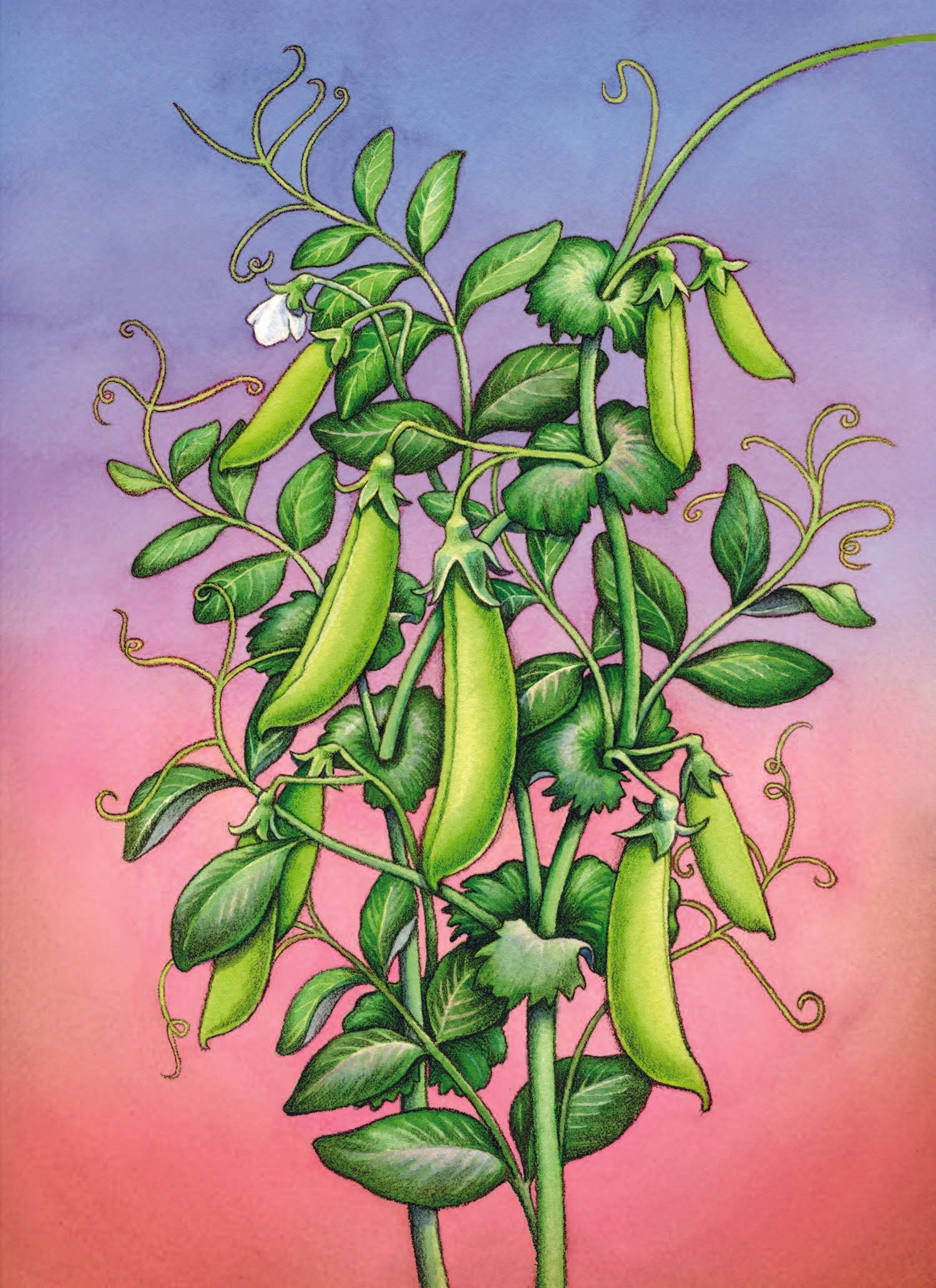 plant daddy seeds Snap Pea Seeds