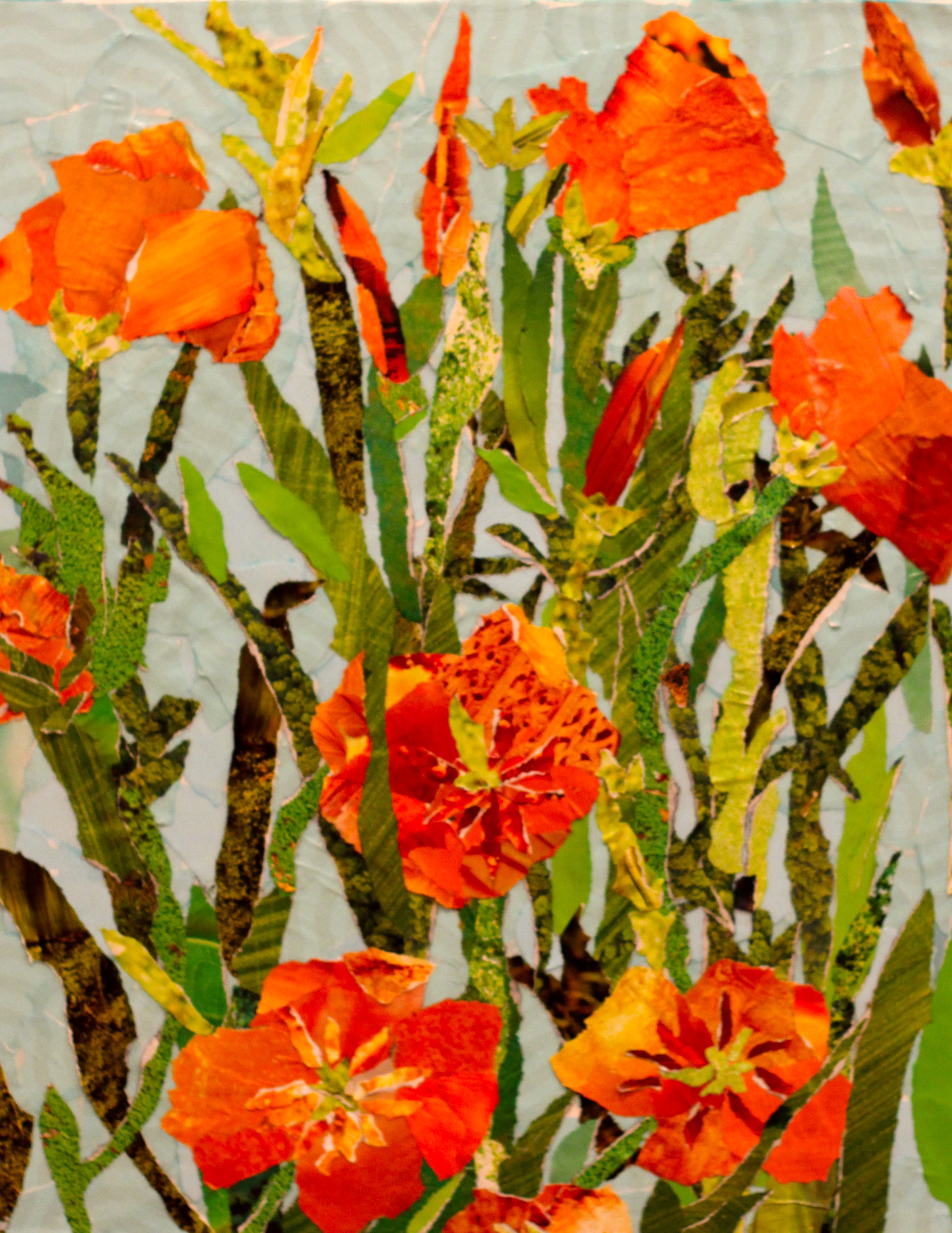 planting california poppy seeds fall California Poppy Seeds | Sow True Seed