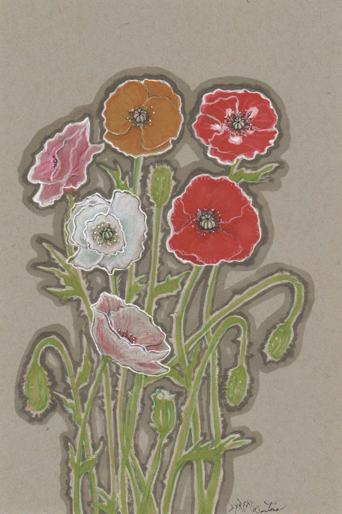 poppy flower seed mix Poppy Seed - Corn Poppy Mix | Sow True Seed