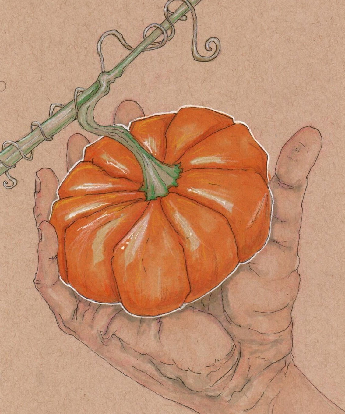 Pumpkin Seeds - Jack-B-Little - Sow True Seed