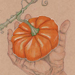 Pumpkin Seeds - Jack-B-Little - Sow True Seed