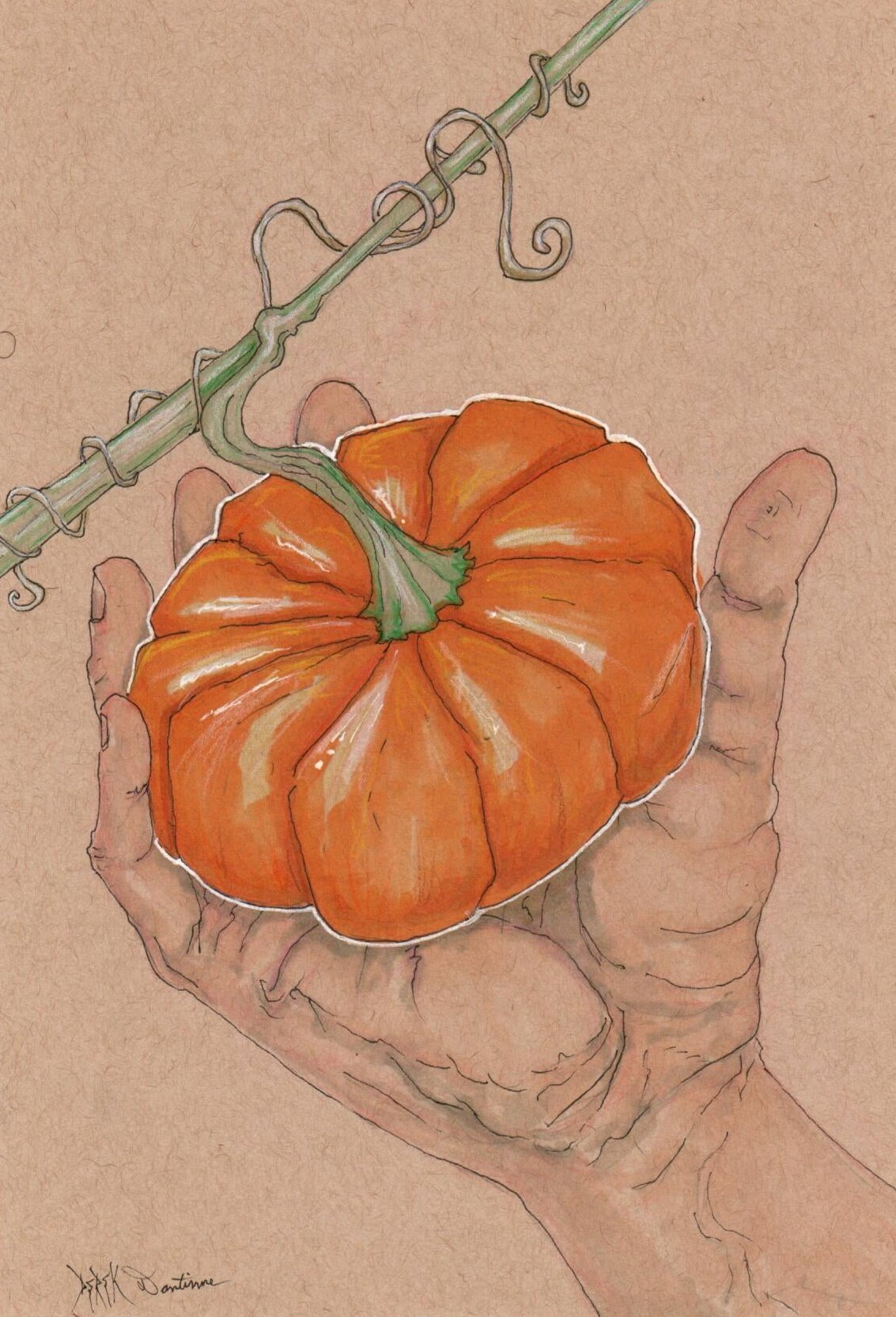 Pumpkin Seeds - Jack-B-Little - Sow True Seed