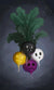 Radish Seeds - Halloween Mix