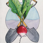 Radish Seeds - Sparkler, ORGANIC - Sow True Seed