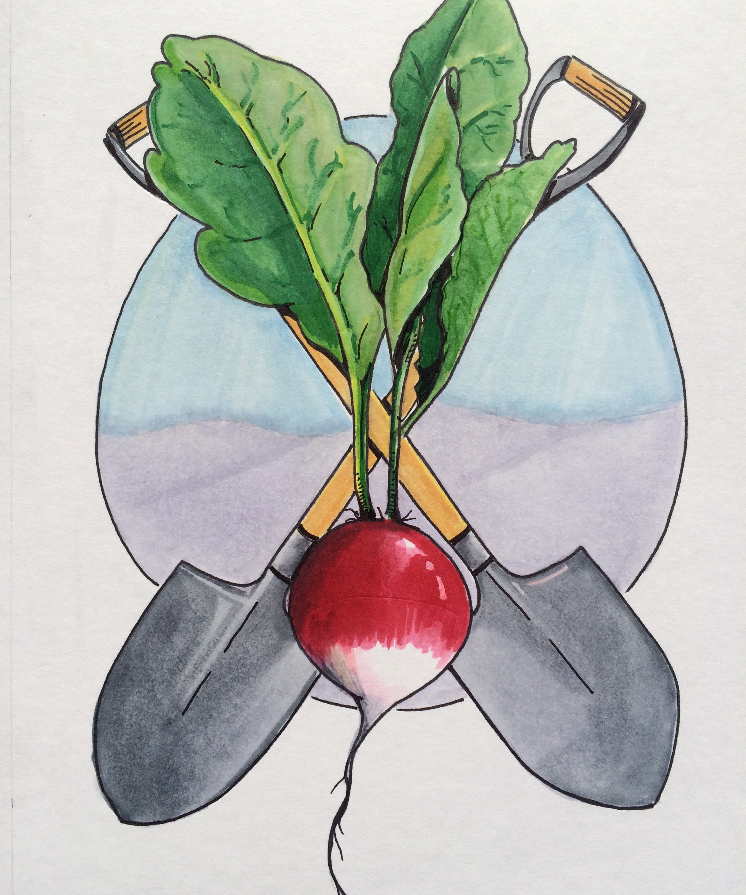 Radish Seeds - Sparkler, ORGANIC - Sow True Seed