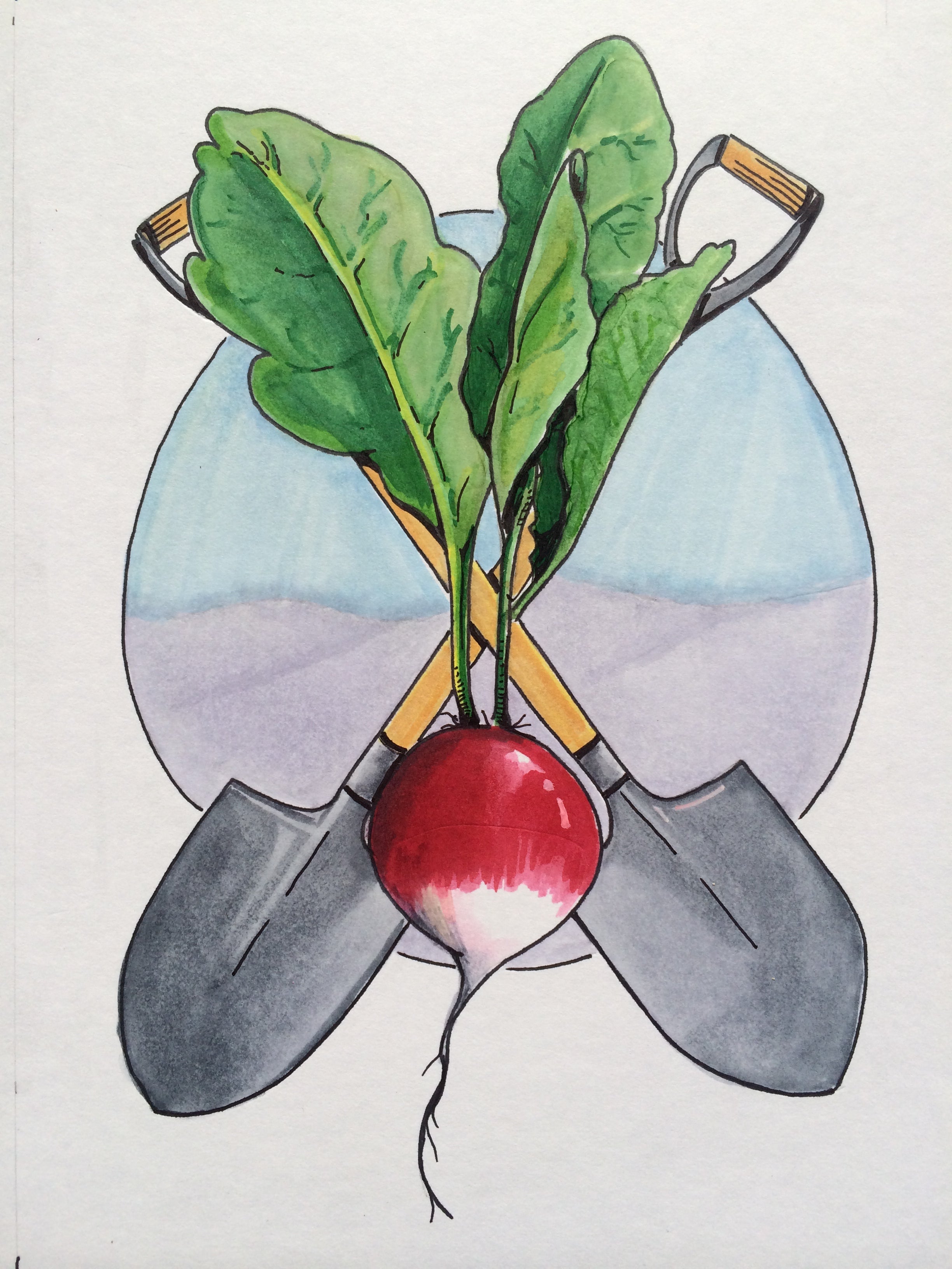 Radish Seeds - Sparkler, ORGANIC - Sow True Seed