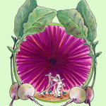 Radish Seeds - Watermelon - Sow True Seed