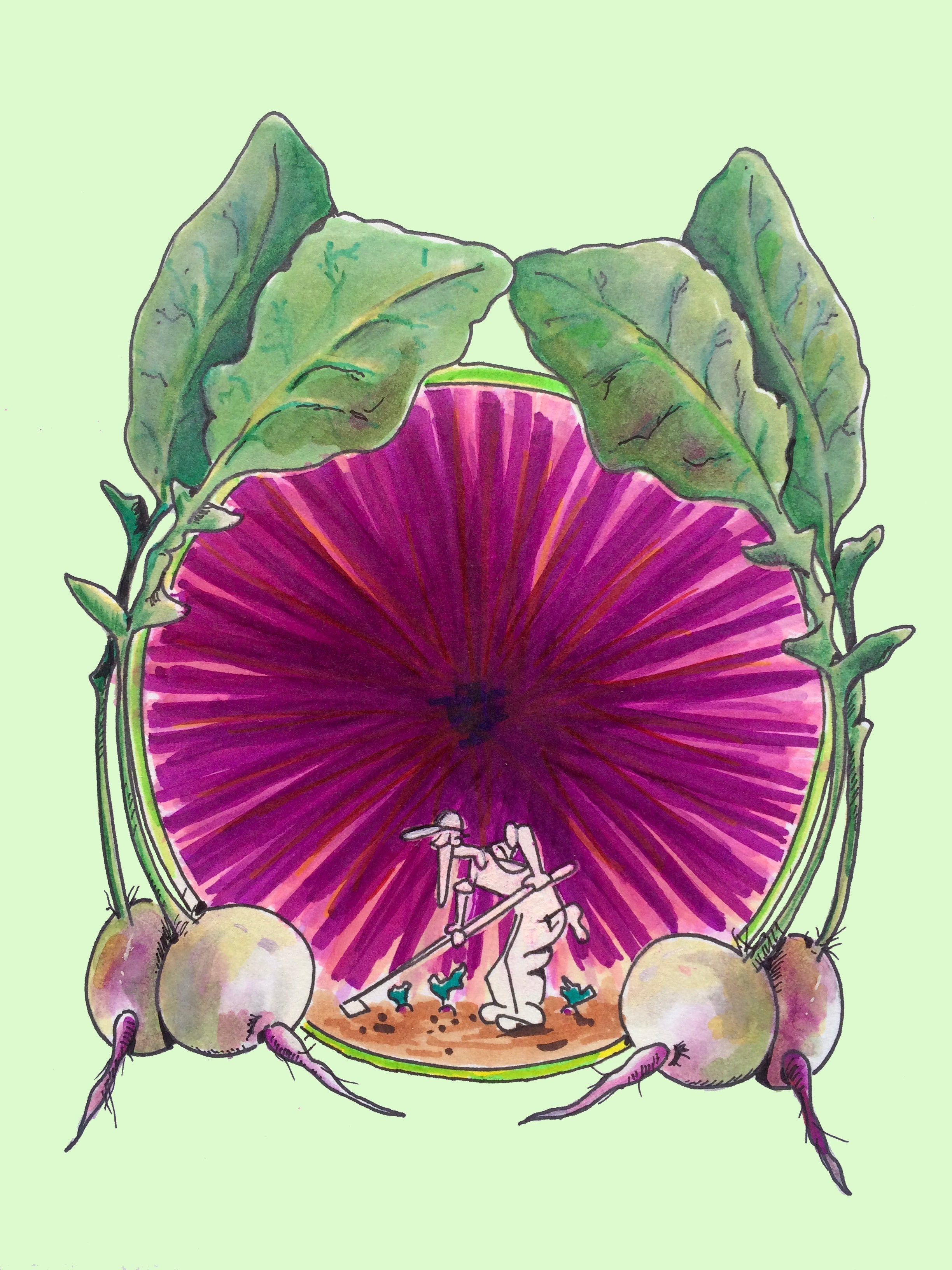 Radish Seeds - Watermelon - Sow True Seed