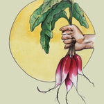 Radish Seeds - French Breakfast - Sow True Seed