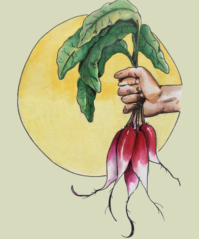 Radish Seeds - French Breakfast - Sow True Seed