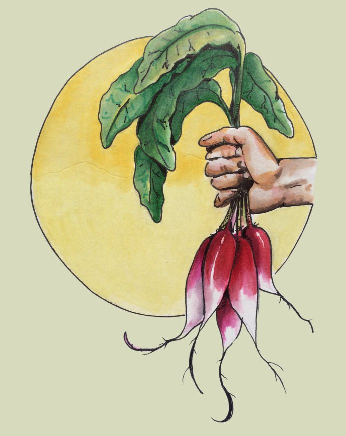 Radish Seeds - French Breakfast - Sow True Seed