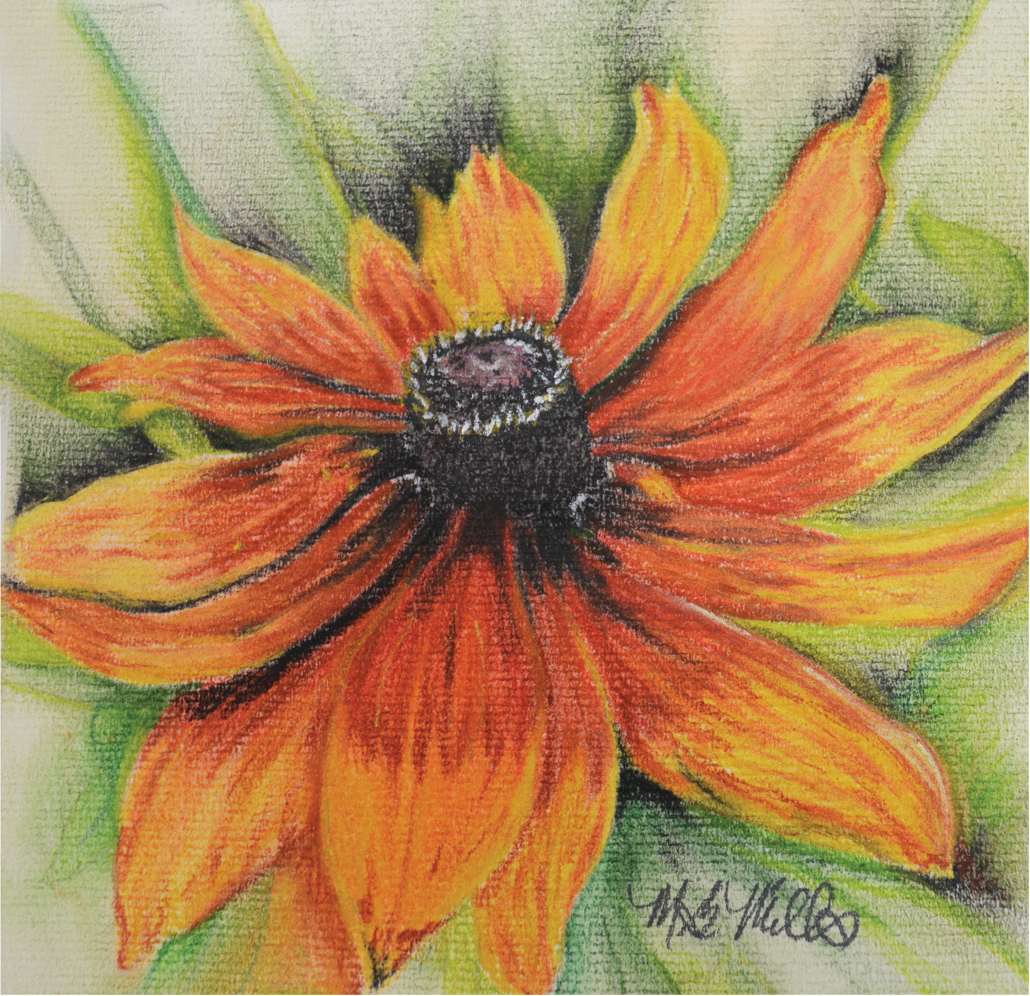 Rudbeckia Seeds - Gloriosa Daisy - Sow True Seed