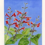 Salvia Seeds - Scarlet Sage - Sow True Seed