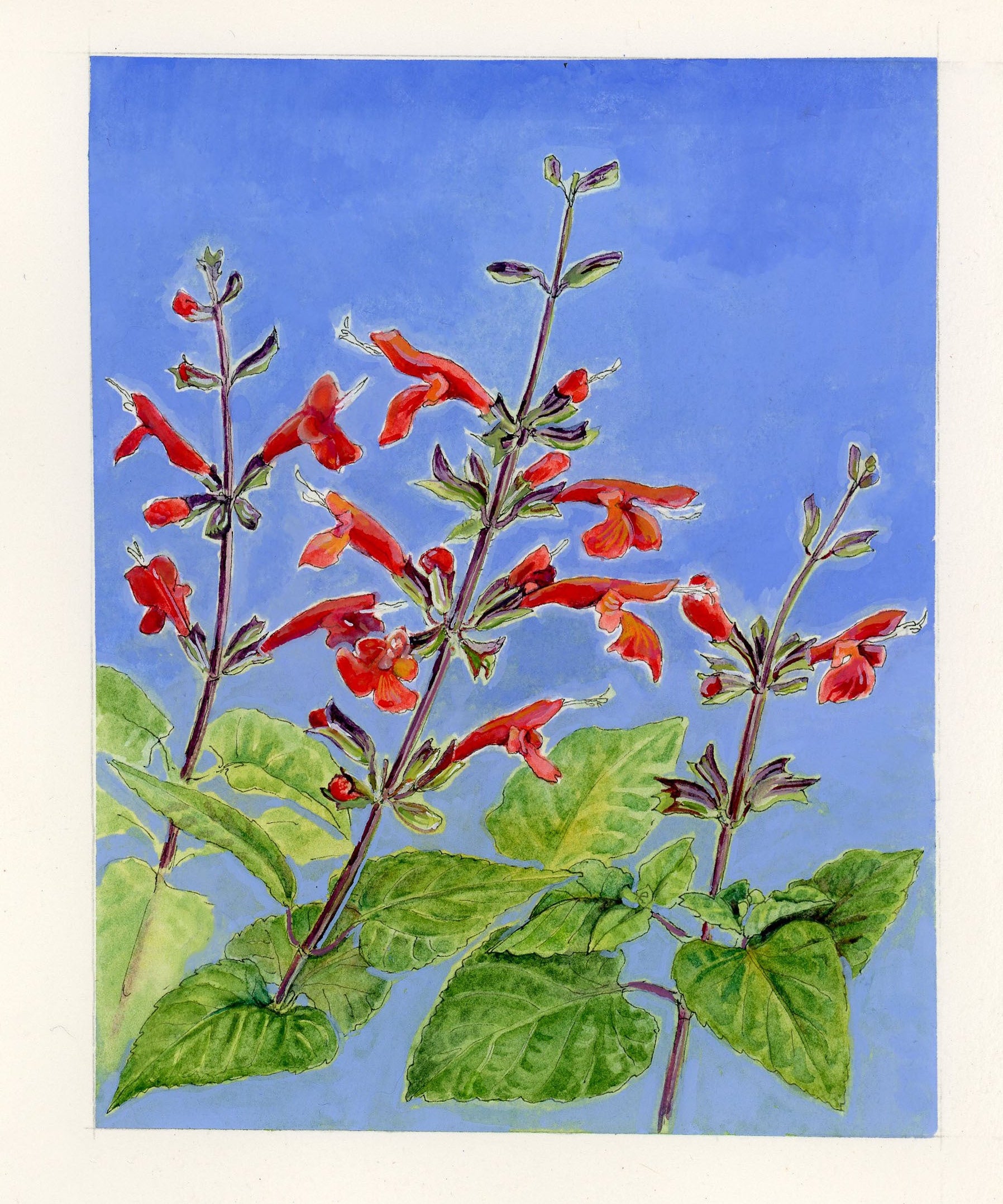 Salvia Seeds - Scarlet Sage - Sow True Seed