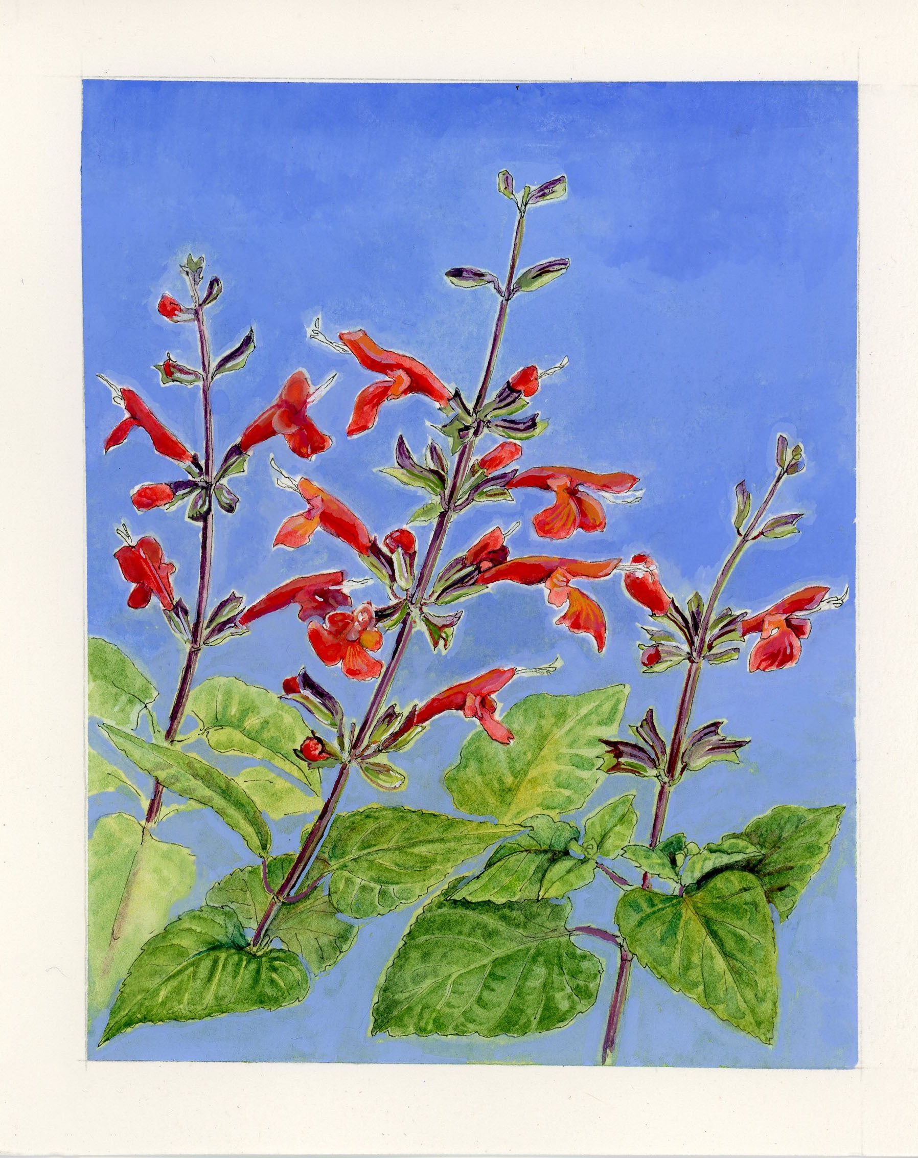 Salvia Seeds - Scarlet Sage - Sow True Seed