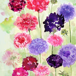 Scabiosa Seeds - Pincushion Imperial Mix - Sow True Seed