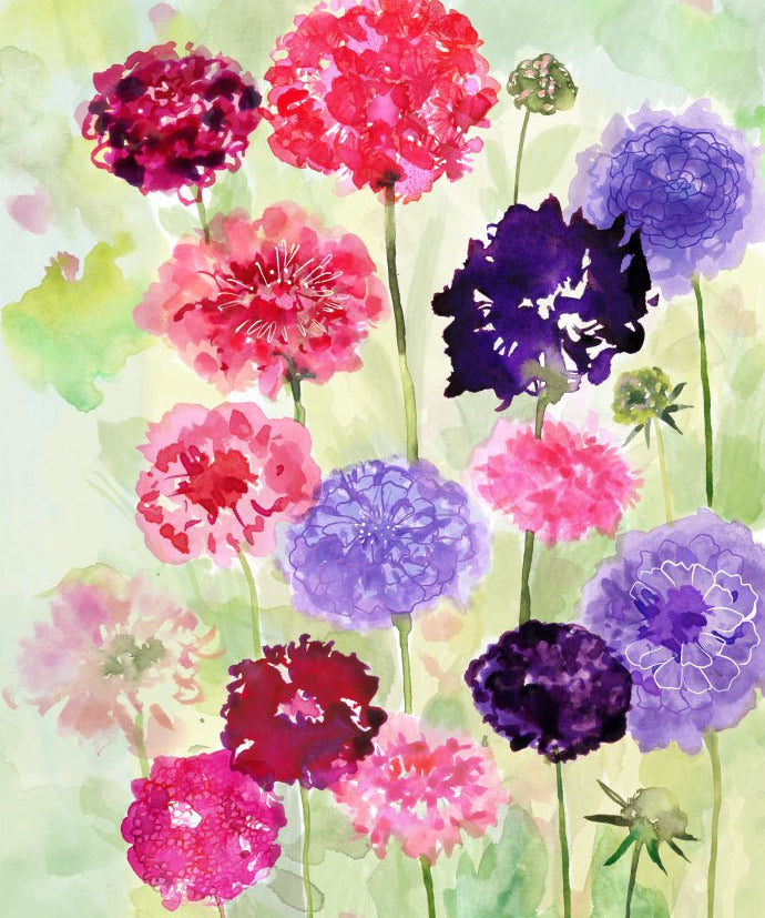Scabiosa Seeds - Pincushion Imperial Mix - Sow True Seed