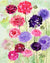 Scabiosa Seeds - Pincushion Imperial Mix