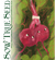 Beet Seeds - Lutz Green Leaf - Sow True Seed