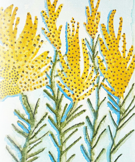 Goldenrod Seeds - Grayleaf Goldenrod - Sow True Seed