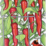 Hot Pepper Seeds - Big Jim, ORGANIC - Sow True Seed