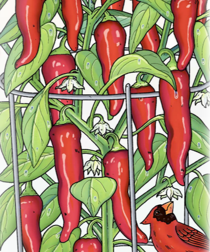 Hot Pepper Seeds - Big Jim, ORGANIC - Sow True Seed