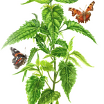 Stinging Nettle Seeds - Sow True Seed