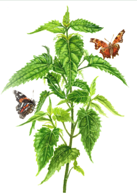 Stinging Nettle Seeds - Sow True Seed