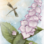 Clary Sage Seeds - Sow True Seed