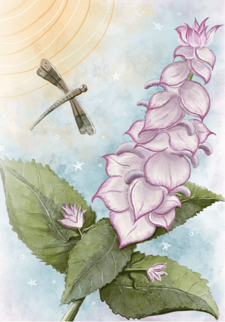 Clary Sage Seeds - Sow True Seed