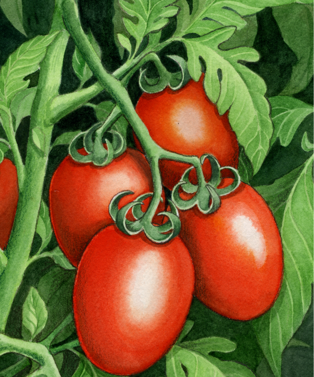 Paste Tomato Seeds - Roma - Sow True Seed