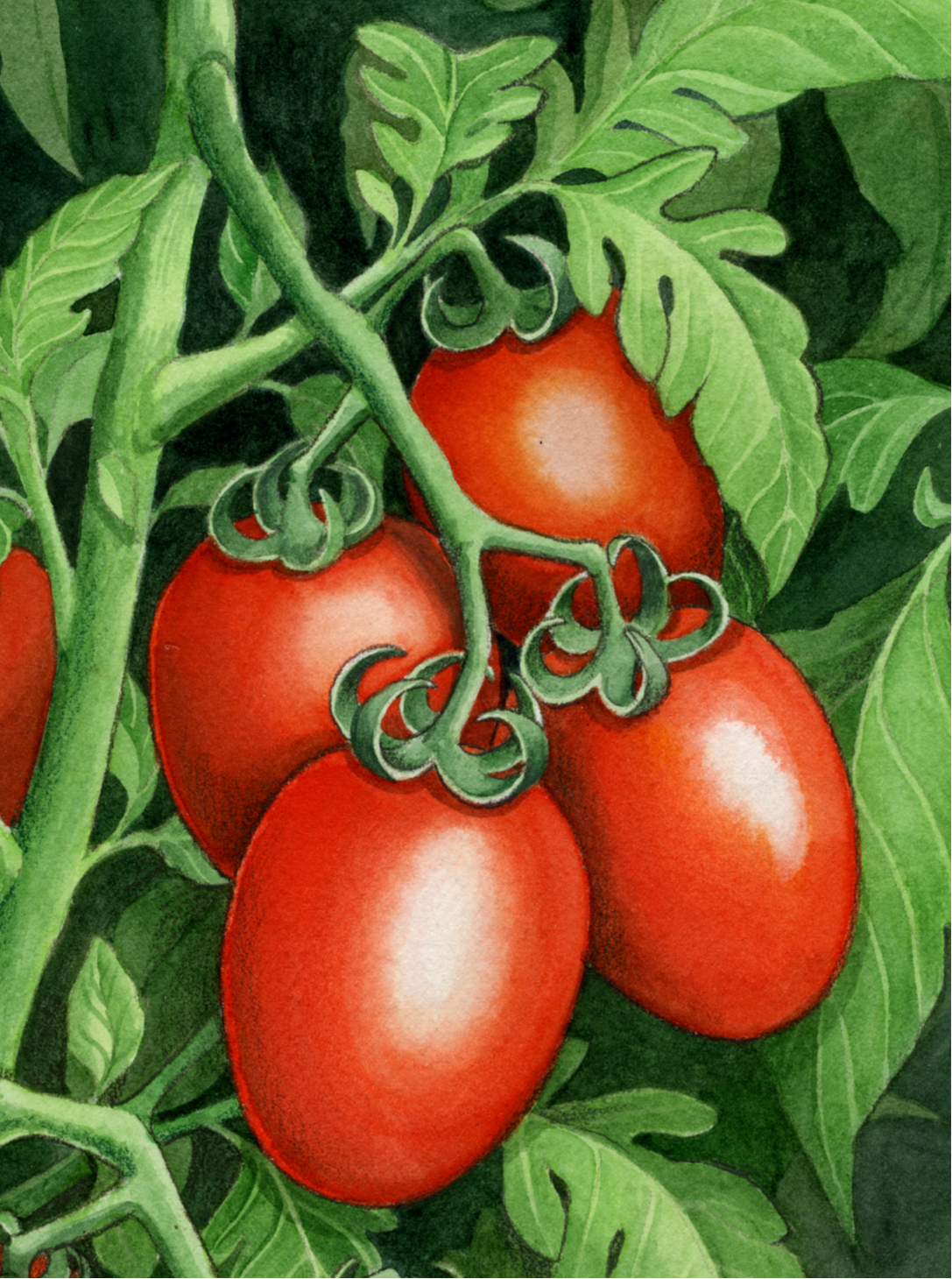 Paste Tomato Seeds - Roma - Sow True Seed